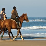 馬具乗馬用品サジタリアスリニューアル