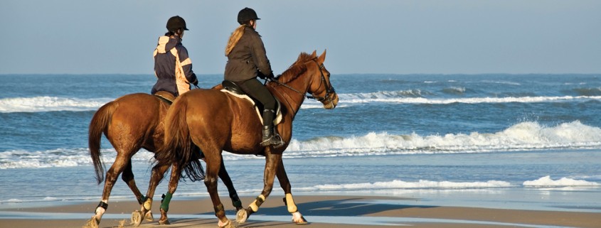 馬具乗馬用品サジタリアスリニューアル