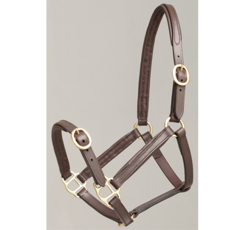 Aintree 仔馬用革無口