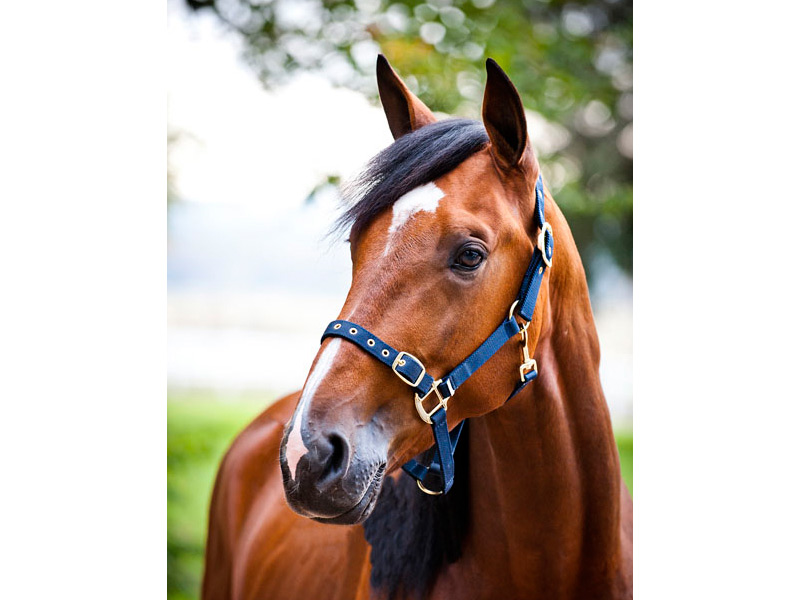 horzeオープンノーズ無口