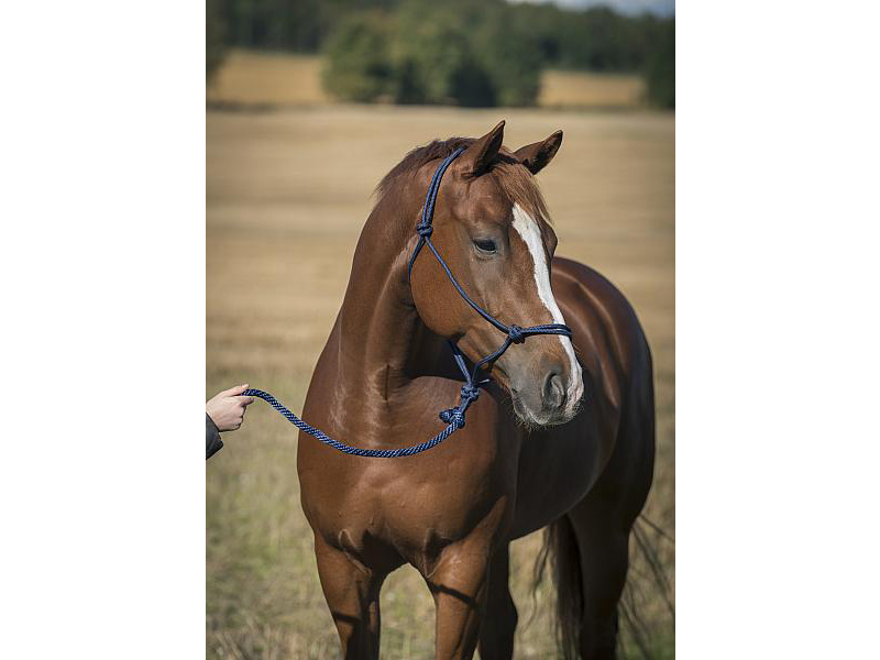 horzeキャスパー・ロープ無口セット