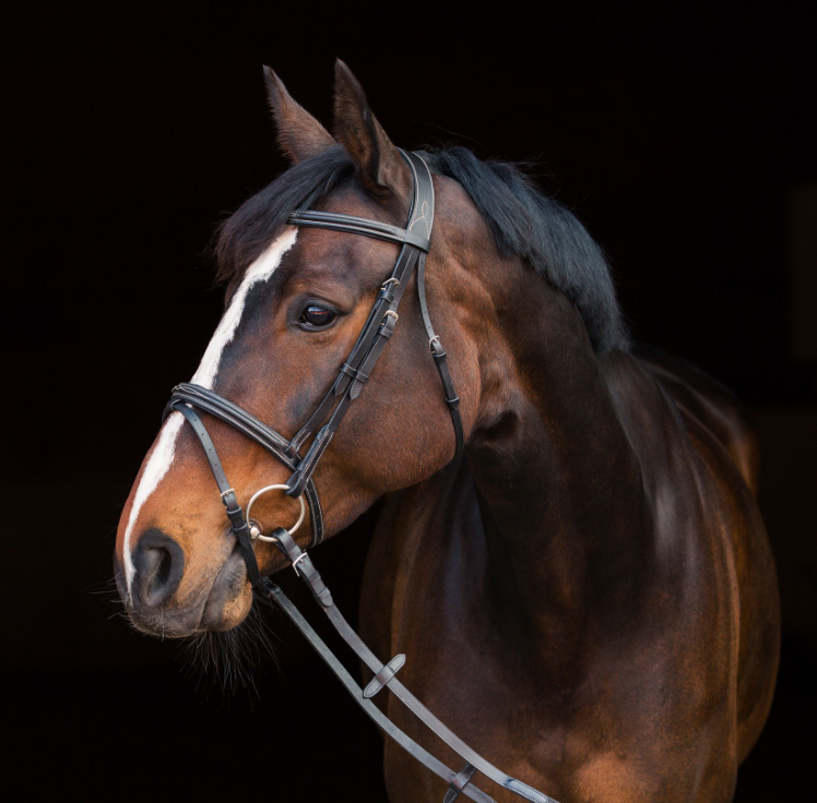 乗馬用品　horseコンスタンス頭絡/cobサイズ