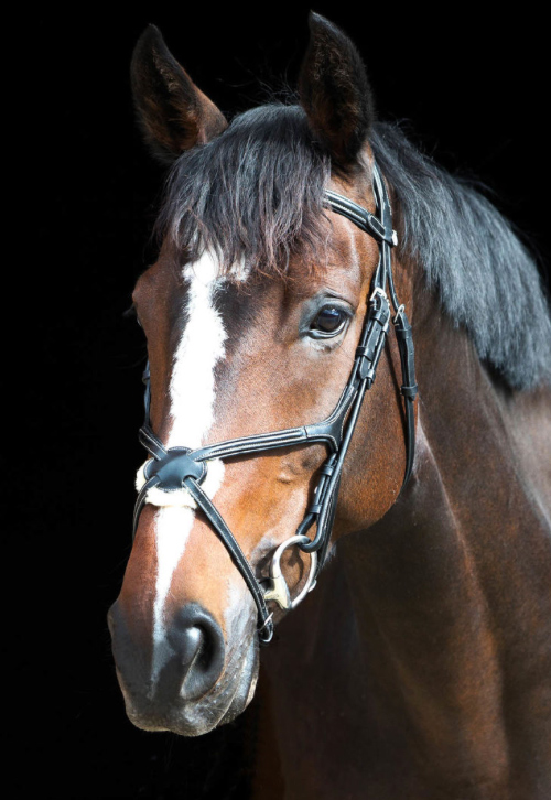 horzeプレスコット・クロス鼻革頭絡 bl1