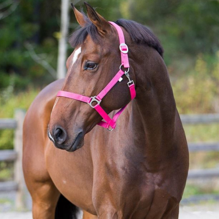 horzeベーシック無口