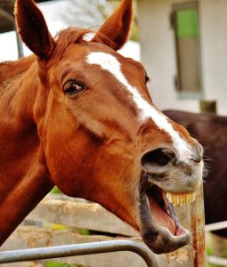 引退馬について考える 馬具 乗馬用品のサジタリアス