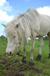引退馬について考える 馬具 乗馬用品のサジタリアス