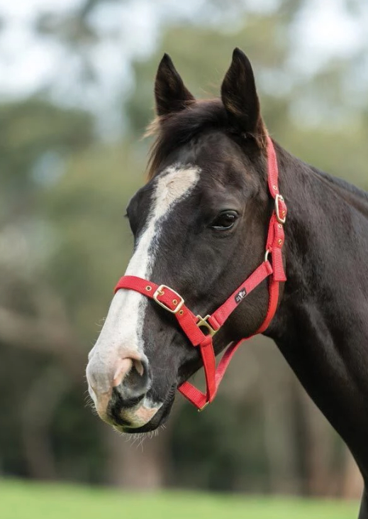 Saxonブラス金具無口