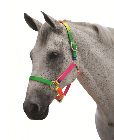 Romaレインボー無口