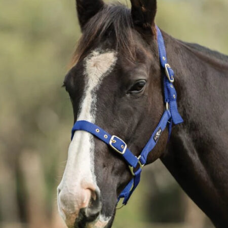 Saxonブラス金具無口