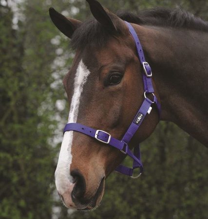 Saxonエコノミー無口