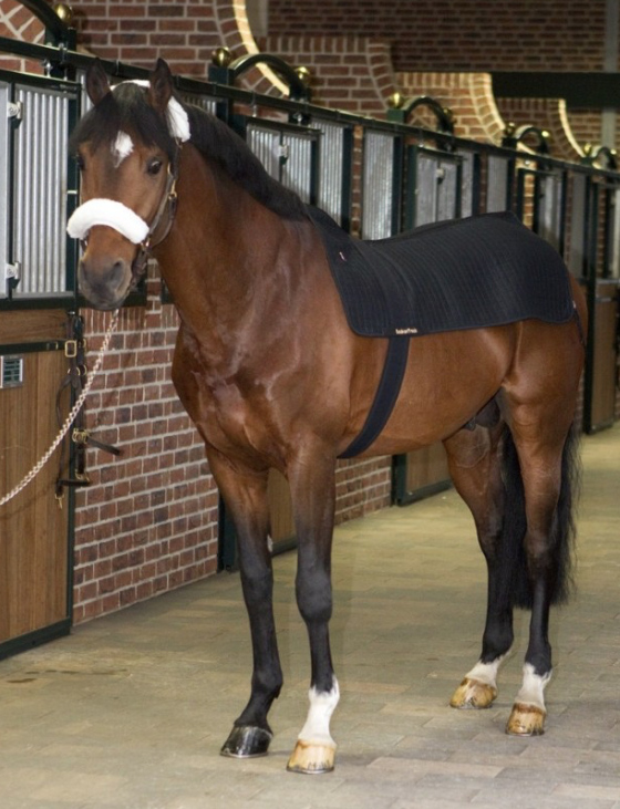 Back on Trackセラピック・ロイヤルホースバックウォーマー