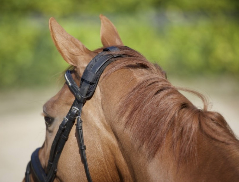 Back on Trackセラピック・ポールウォーマー