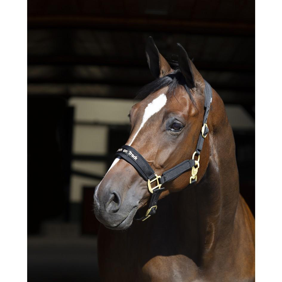 Back on Trackウェラノ・セラピック無口