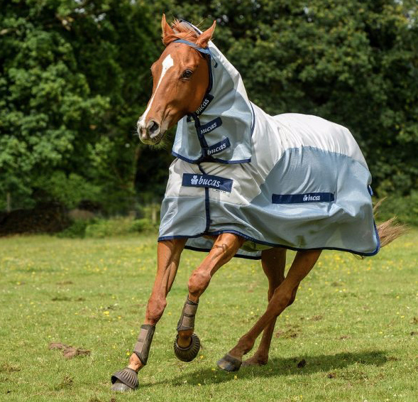 Bucasバズオフ・ブルーレインコンボ