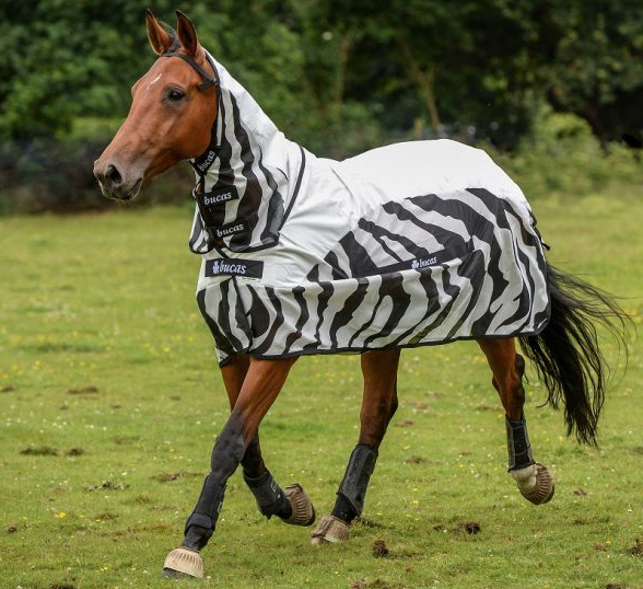 Bucasバズオフゼブラ・レインコンボ