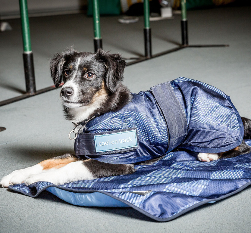 Cool on Trackドッグラグ