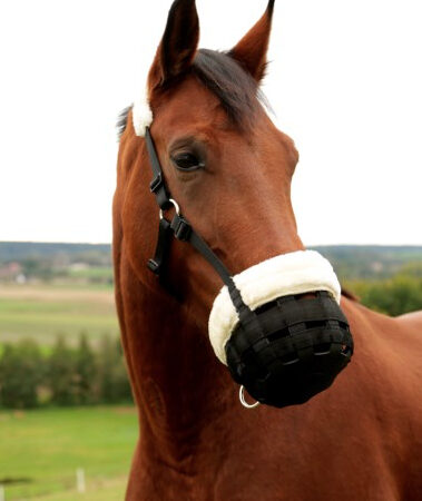 Cavaliero放牧用口カゴ