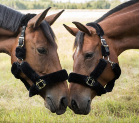 Back on Trackオードリー・セラピックフリース無口