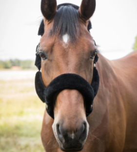 Back on Trackオードリー・セラピックフリース無口