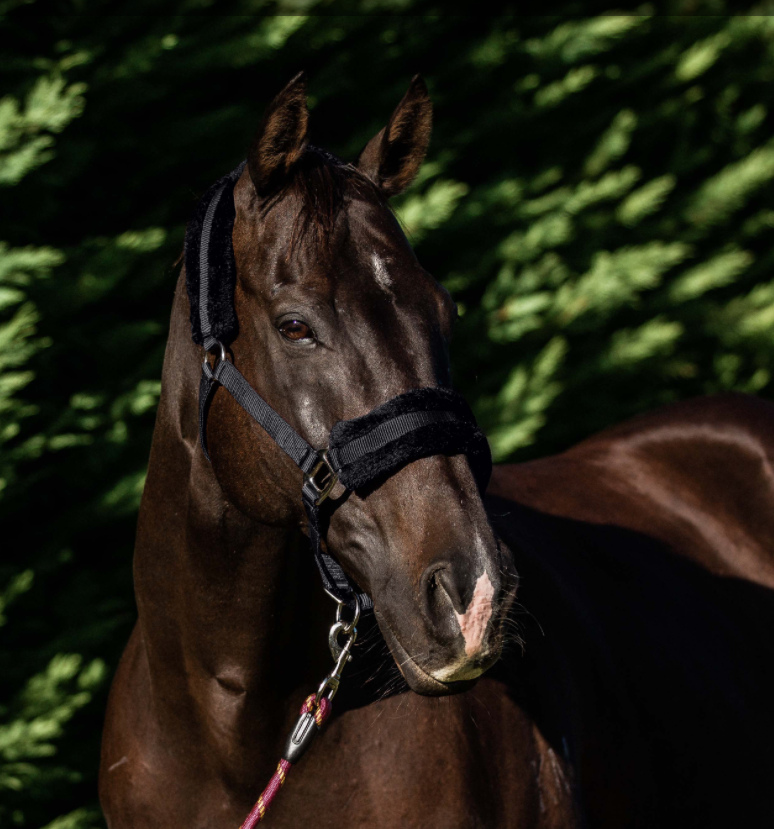 Flair幅広フリース無口