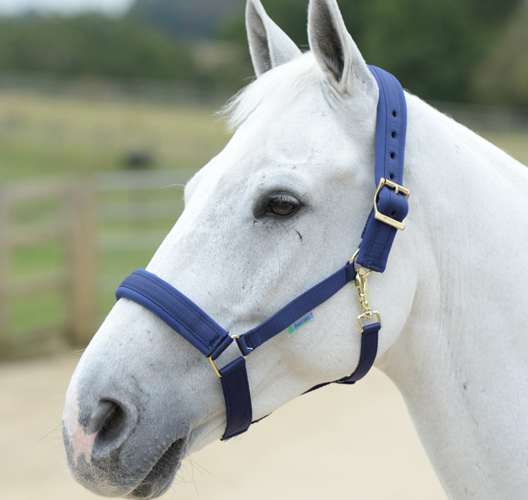 Bucasコンフォート無口