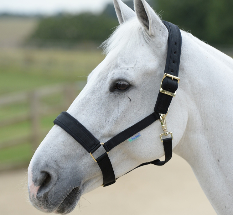 Bucasコンフォート無口