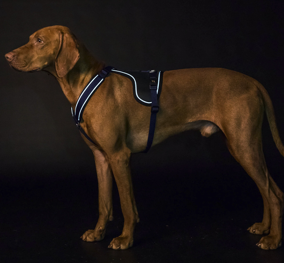 Back on Track Maxドッグハーネス