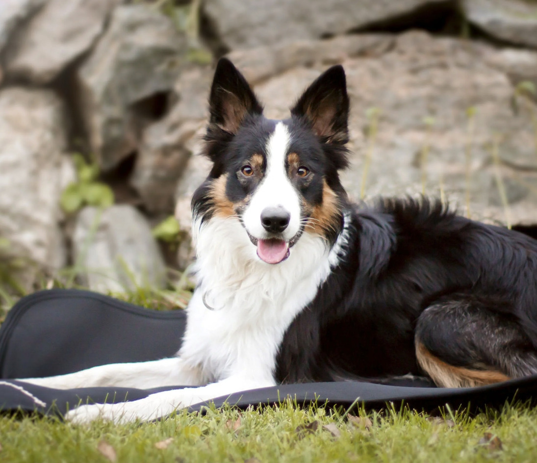 Back on Track薄手セラピーマットレス