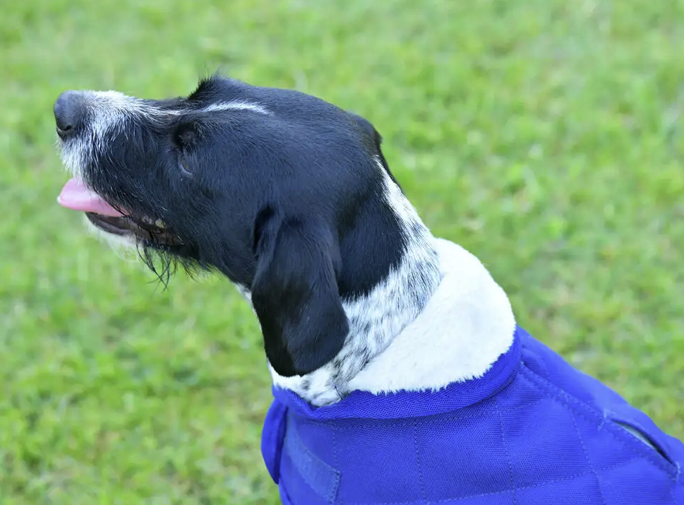 Weatherbeetaダイアモンドキルト・ドッグコート