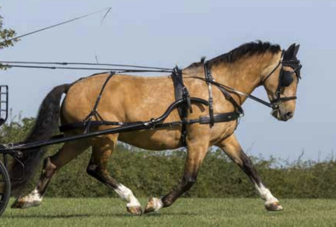 SL Plusコブ用馬車ハーネスセット