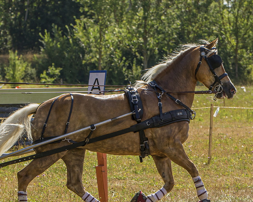 ZGB大型馬用馬車ハーネスセット